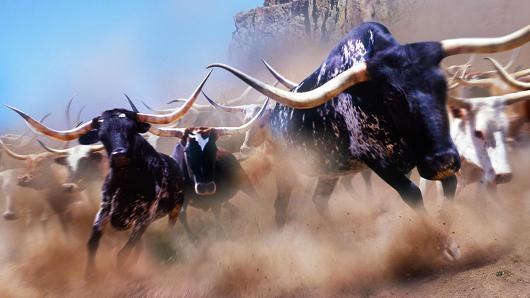 stampede-cows